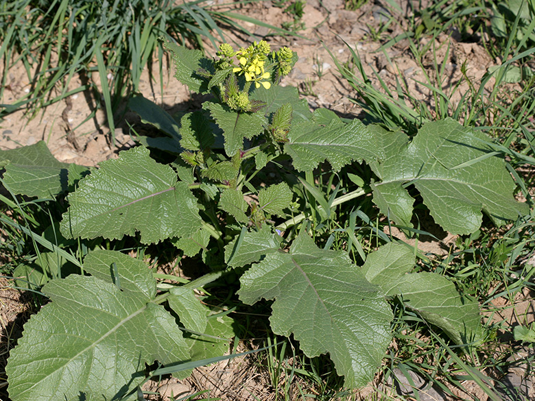 Sinapis arvensis