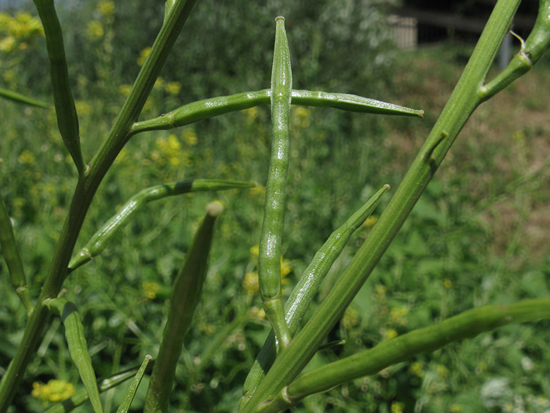 Sinapis arvensis