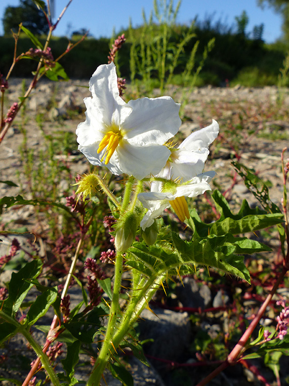 Solanum sisymbriifolium
