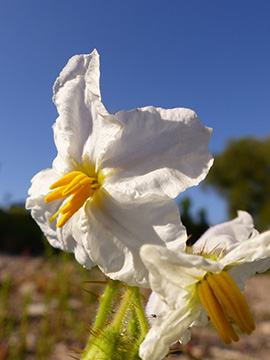 Solanum sisymbriifolium