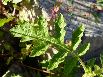 Solanum sisymbriifolium