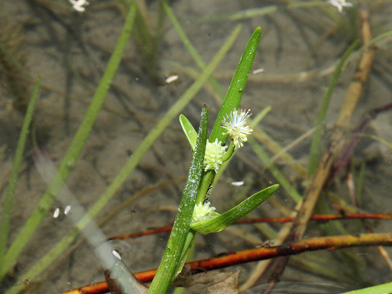 Sparganium natans