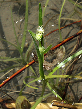Sparganium natans