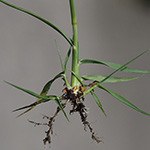 Sporobolus indicus - Indisches Vilfagras