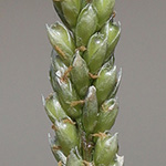 Sporobolus indicus - Indisches Vilfagras