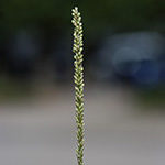 Sporobolus indicus - Indisches Vilfagras