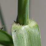 Sporobolus indicus - Indisches Vilfagras