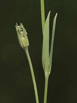 Stellaria palustris