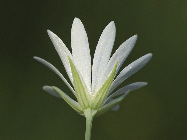 Stellaria palustris