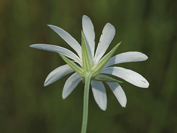 Stellaria palustris