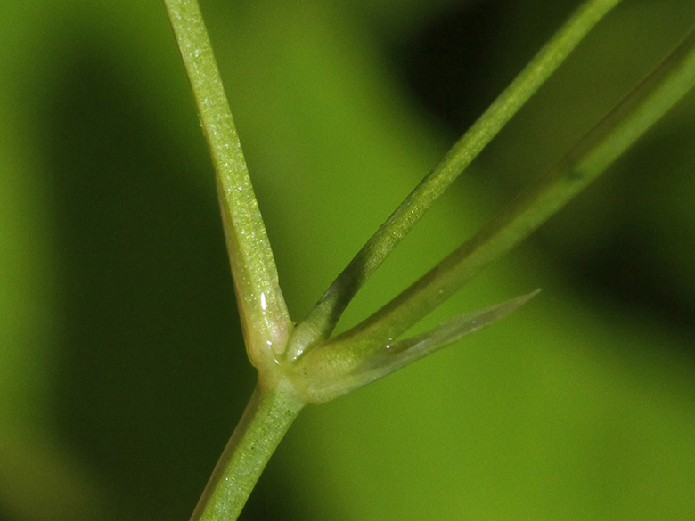 Stellaria palustris