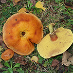 Suillus grevillei - Goldgelber Lärchenröhrling