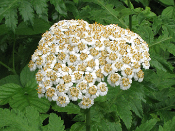Tanacetum macrophyllum