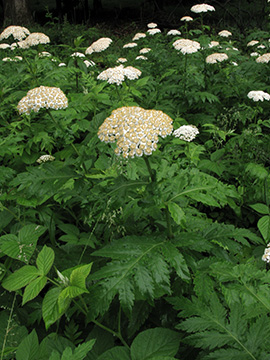 Tanacetum macrophyllum