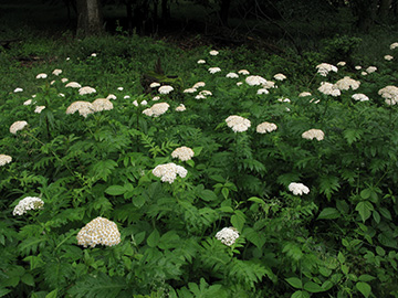 Tanacetum macrophyllum