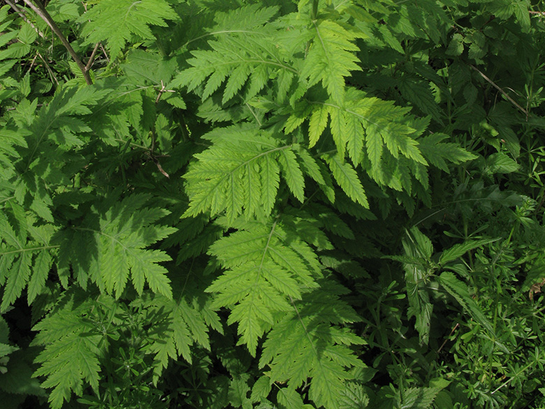 Tanacetum macrophyllum