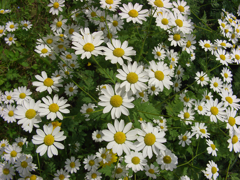 Tanacetum parthenium
