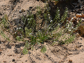 Teesdalia nudicaulis
