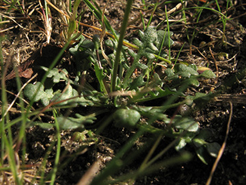 Teesdalia nudicaulis