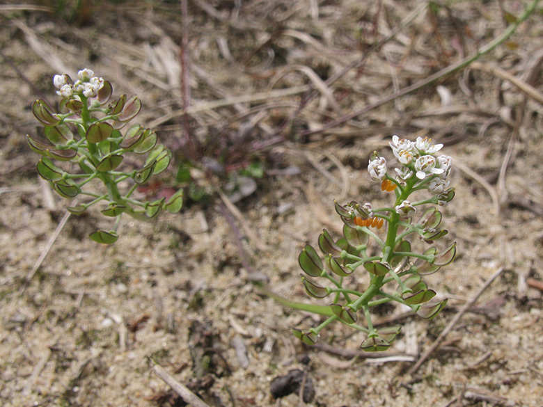 Teesdalia nudicaulis