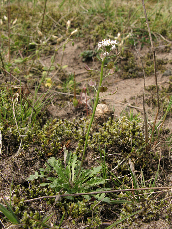 Teesdalia nudicaulis