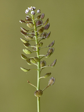 Teesdalia nudicaulis
