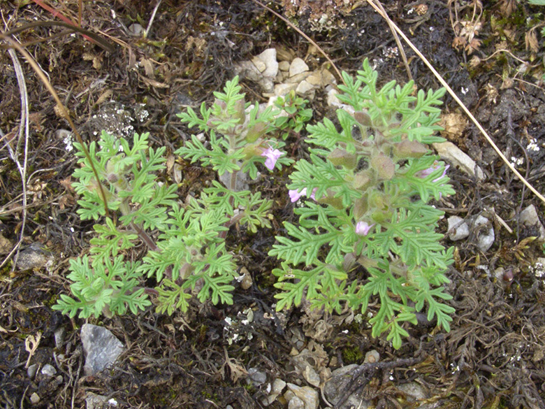 Teucrium botrys