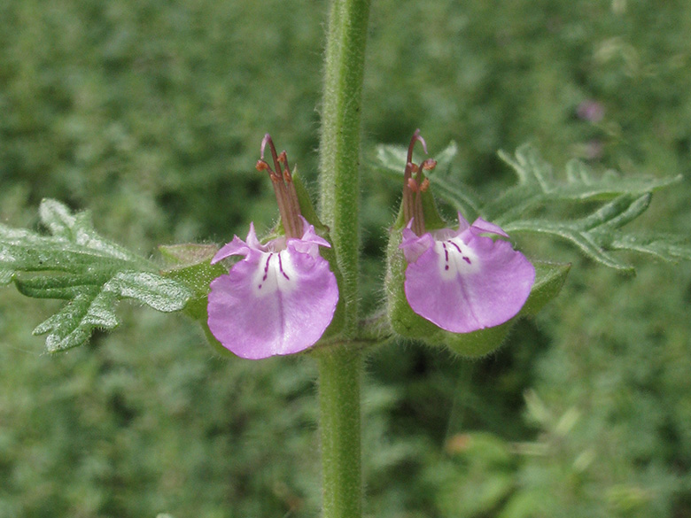 Teucrium botrys