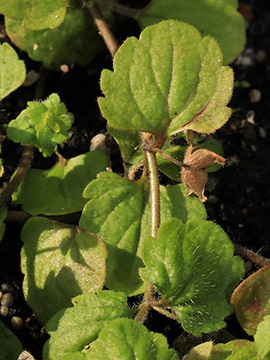 Veronica opaca