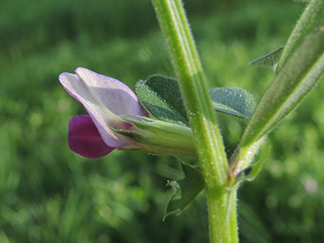Vicia segetalis