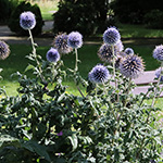 Echinops bannaticus