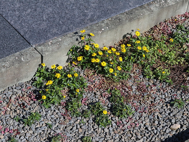 Melampodium montanum