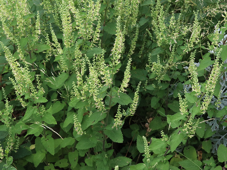 Teucrium scorodonia