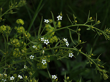 Thesium pyrenaicum