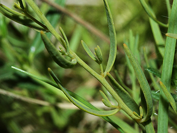 Thesium pyrenaicum