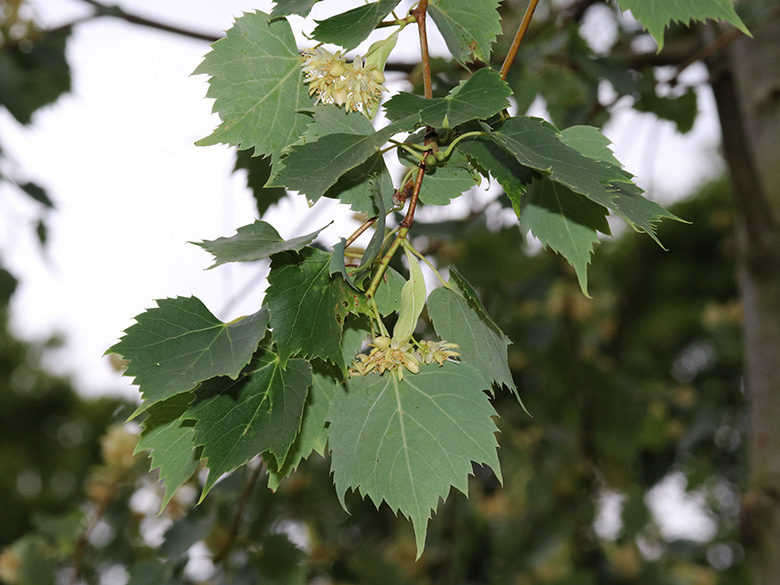 Tilia mongolica