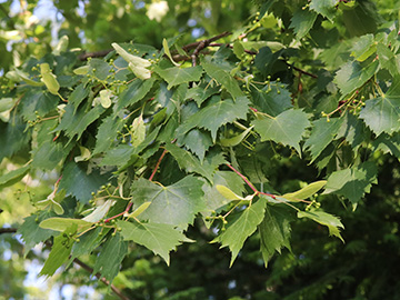 Tilia mongolica