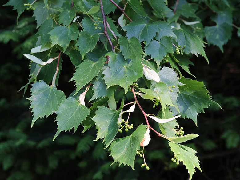 Tilia mongolica