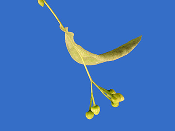 Tilia platyphyllos