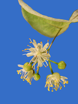 Tilia platyphyllos
