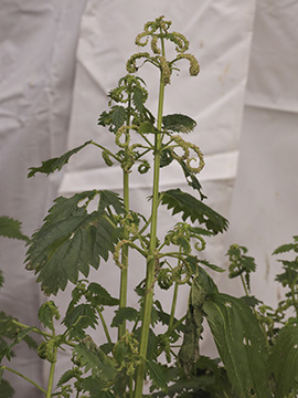 Urtica membranacea