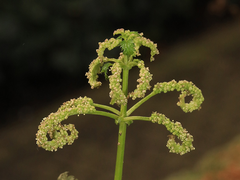 Urtica membranacea