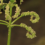 Urtica membranacea