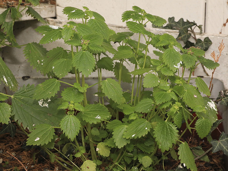 Urtica membranacea
