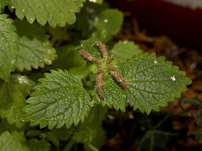 Urtica membranacea