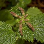 Urtica membranacea