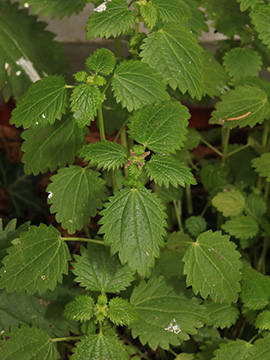 Urtica membranacea