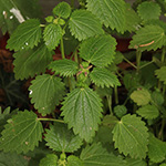 Urtica membranacea