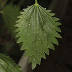 Urtica membranacea