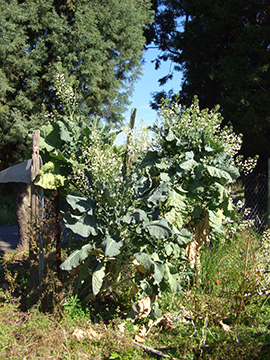 Brassica oleracea